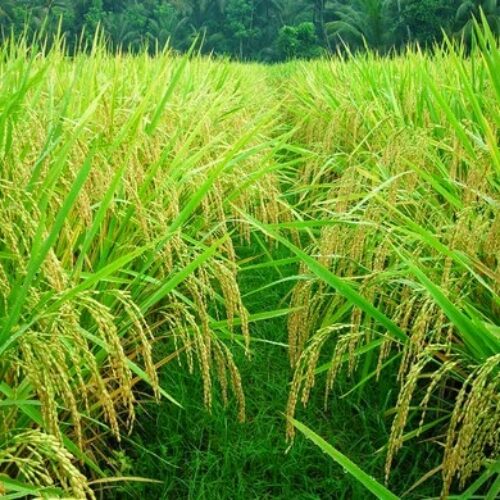 sawah